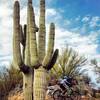 Big saguaros greet you along the Renegade Trail.