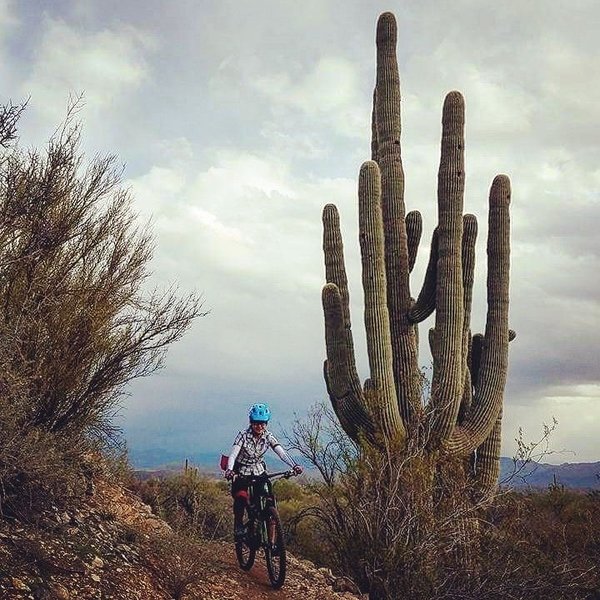 I couldn't resist stopping to take a photo beside the big saguaro.