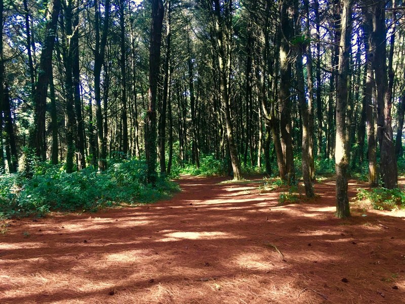 Beautiful pine and cypress trees are all around on the Vuelta Santa Rosalia.