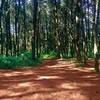 Beautiful pine and cypress trees are all around on the Vuelta Santa Rosalia.