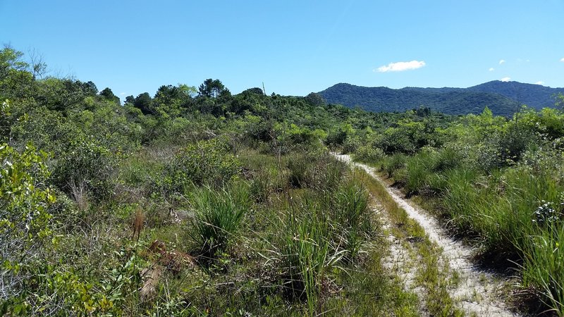 The singletrack heads toward the south.