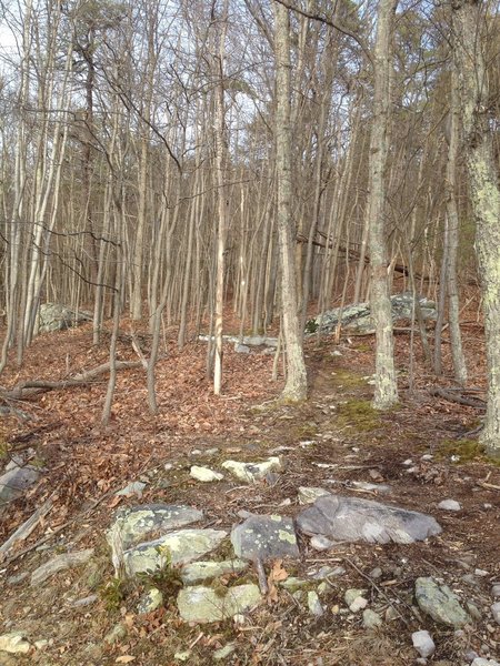 Turn off from the power line climb here to hit singletrack.