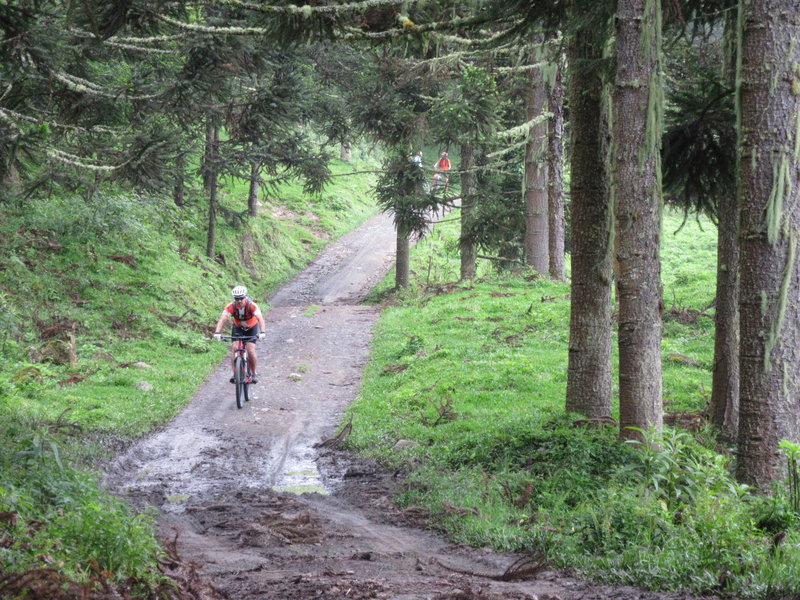 This is among the Araucarias near the highest part of the route.