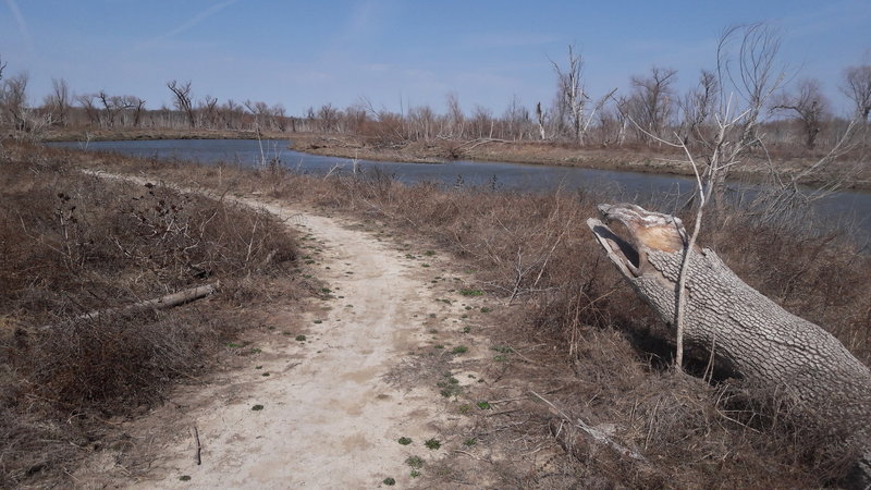 The Denton Creek shore gets pretty brown during the winter.