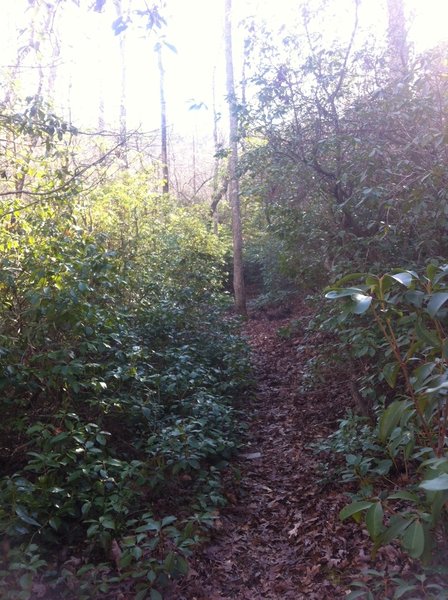 Ride through the mountain-laurel tunnel on the Sourwood Trail.