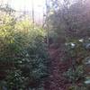 Ride through the mountain-laurel tunnel on the Sourwood Trail.