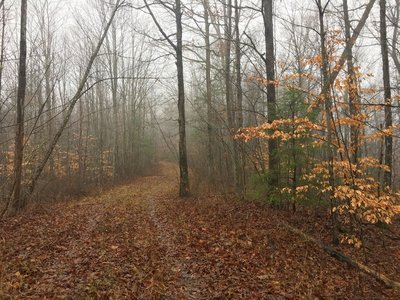 A misty morning graces my ride along FR 173.