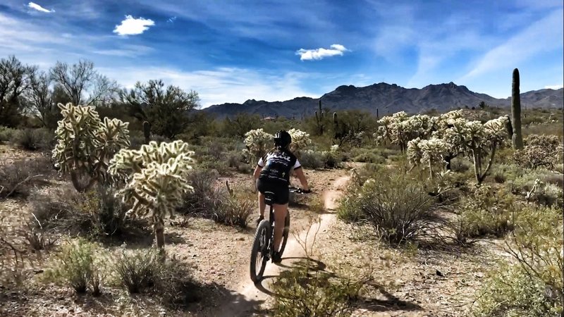 Take a lap on the Desperado Loop to experience fun, flowy singletrack.