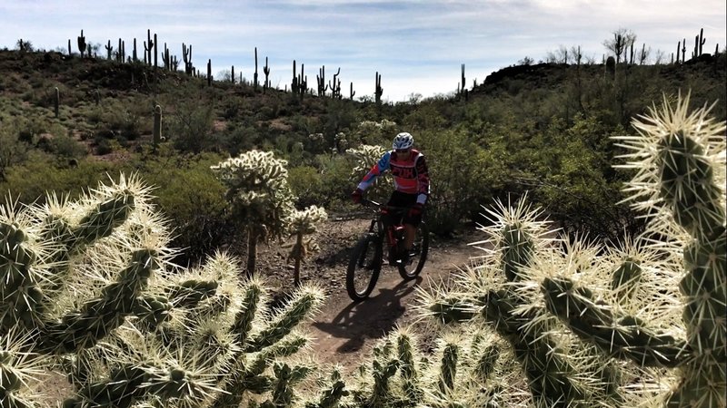 Enjoy beautiful singletrack in Sweetwater Preserve – just make sure to avoid the cholla!