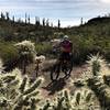 Enjoy beautiful singletrack in Sweetwater Preserve – just make sure to avoid the cholla!
