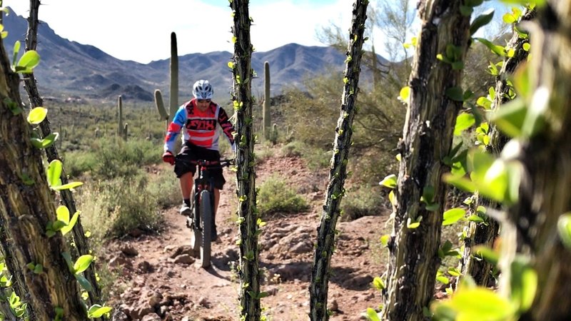 Have fun rolling through the flowy singletrack at Sweetwater Preserve.