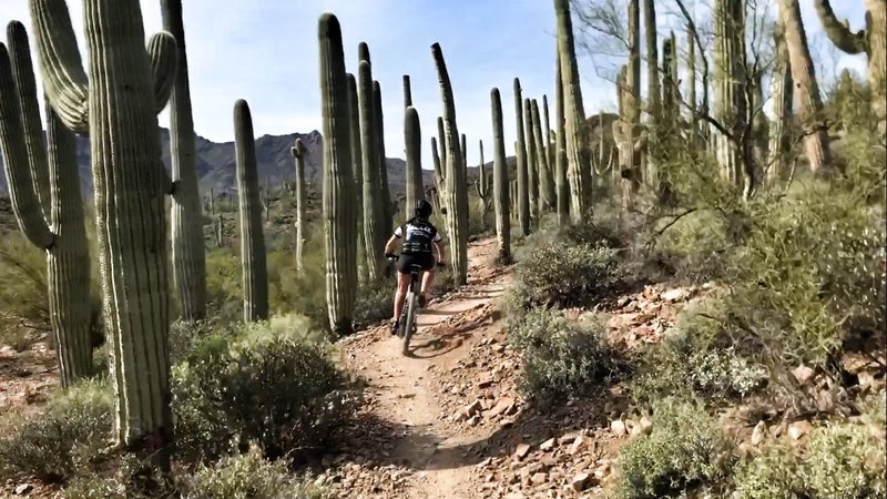 Come experience this singletrack through the giant saguaros.