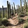 Come experience this singletrack through the giant saguaros.