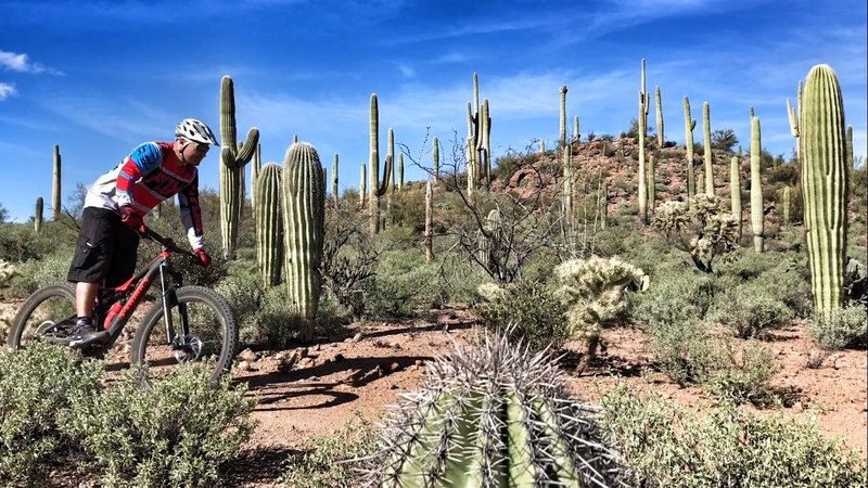 Some awesome saguaros really make your ride on The Spine.