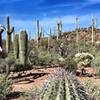 Some awesome saguaros really make your ride on The Spine.