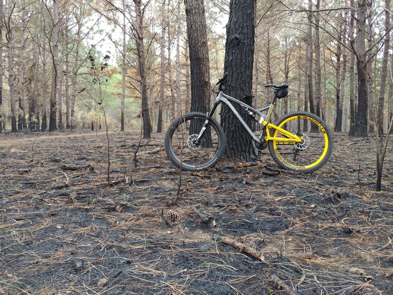 Riding through the controlled-burn area at San Felasco makes for awesome scenery.