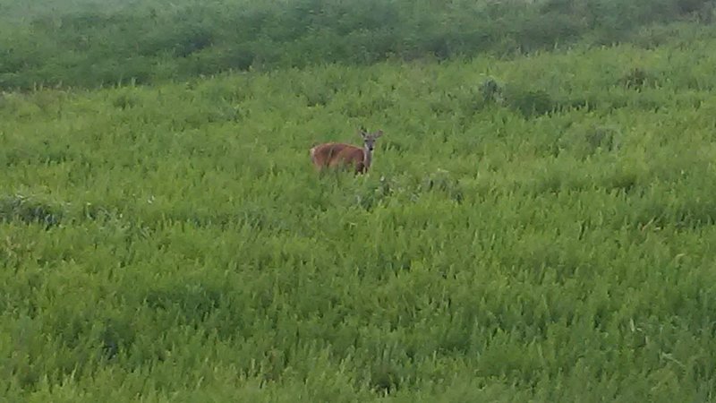 Deer like to graze within the park.