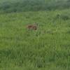 Deer like to graze within the park.