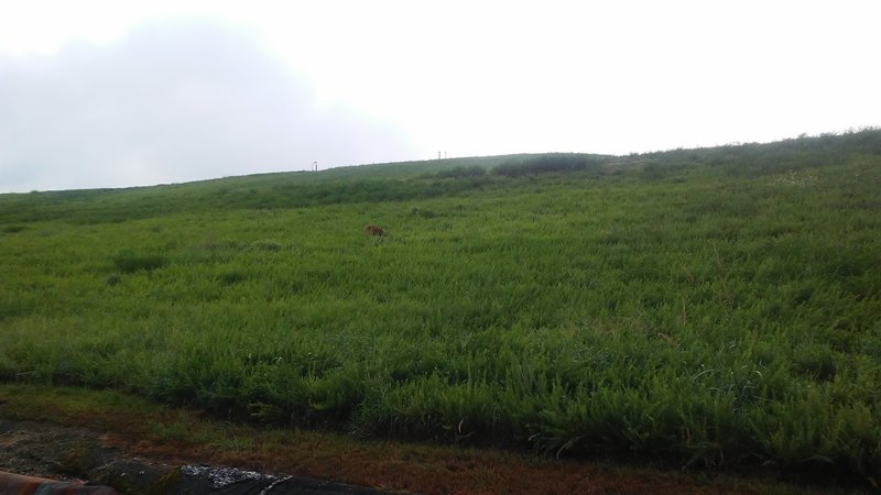 Deer graze alongside the road.