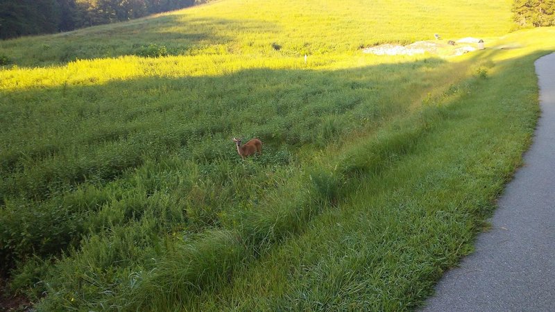 Deer graze alongside the paved park path.