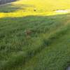 Deer graze alongside the paved park path.