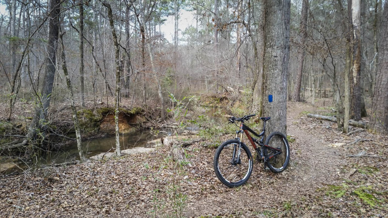 The pleasant Rock Dam Trail winds along Cliatt Creek.