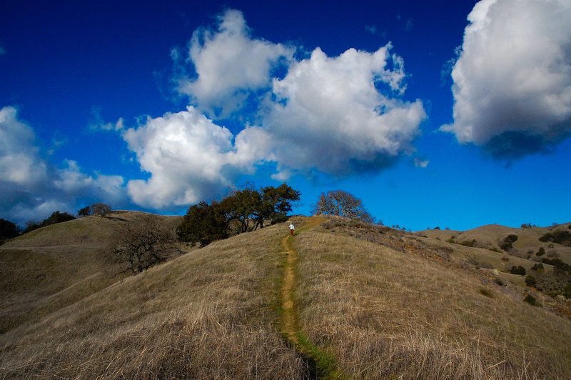 The Steer Ridge Trail heads over hill and dale.