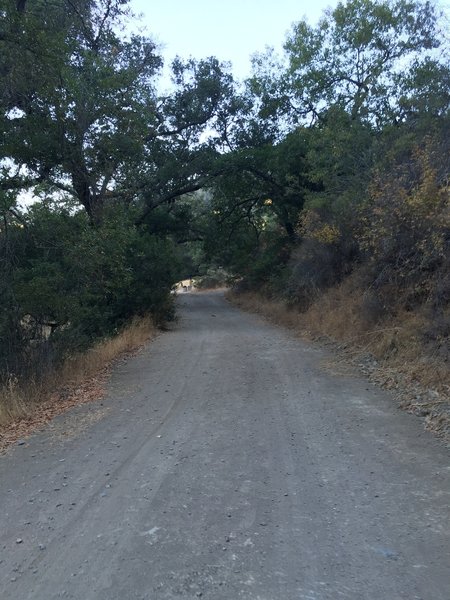 Coit Road's wide, gravel surface makes for a nice spin.