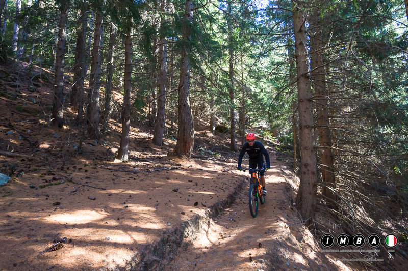 Sun peeks through the forest on our way down the trail.