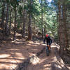 Sun peeks through the forest on our way down the trail.