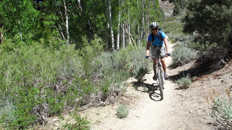 The first section of Lower Rock Creek Trail is buff with some fast, fun sections through the trees.