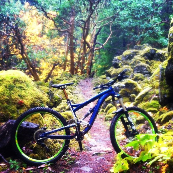 The Deers Leap Section of North Umpqua goes through different kinds of unusual forests.