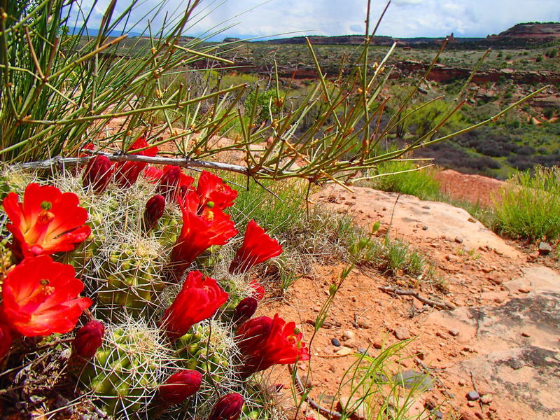 Rustler's Loop is a beautiful trail rich in wildflowers and views. Thankfully, it never gets too close to the edge.