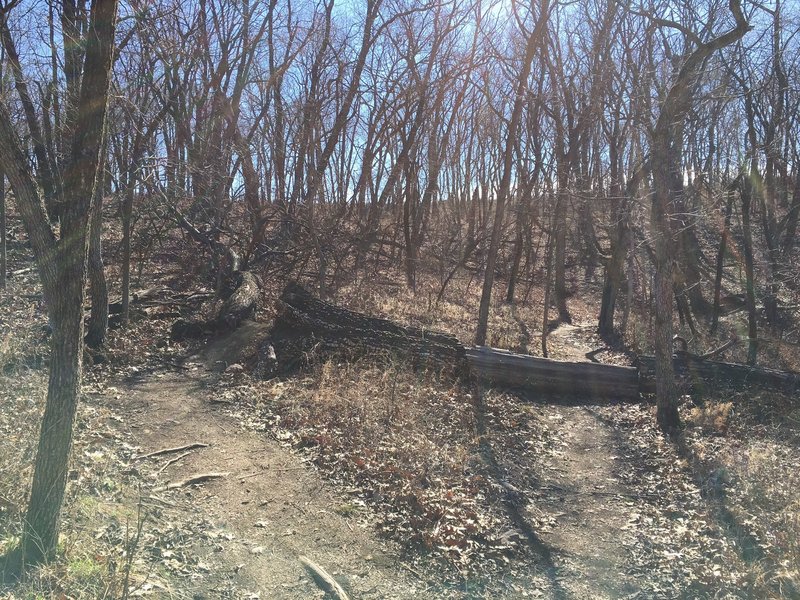 This tree crossing can be good fun, but if you'd rather not attempt it, there's a ride-around to the side.