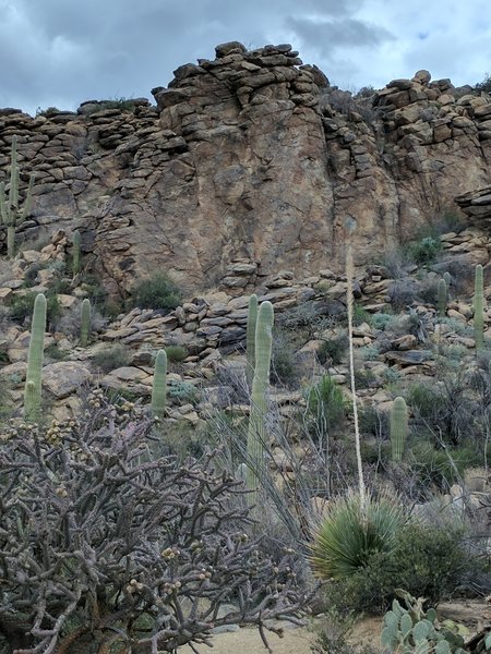 "Machu Picchu" can be seen off to the side of Wild Burro.