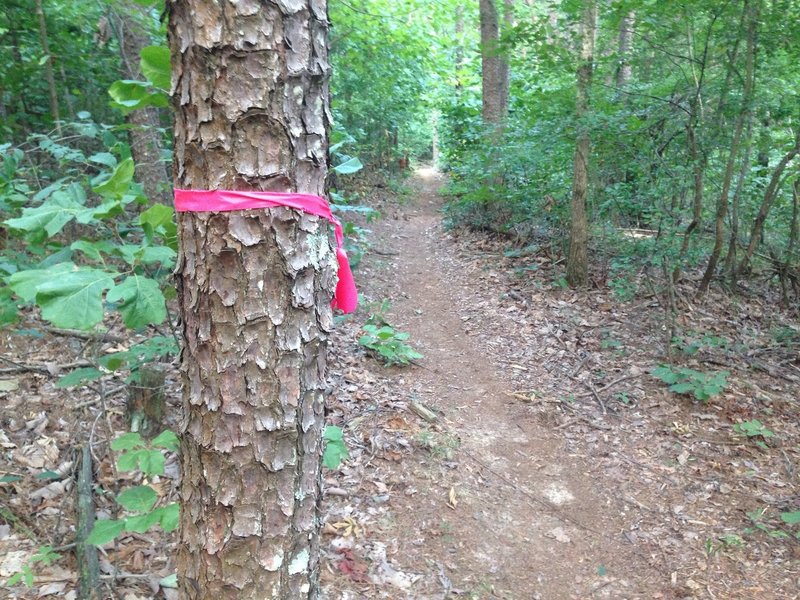 Alum Hollow Trail is marked with pink ribbon.