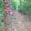 Alum Hollow Trail is marked with pink ribbon.