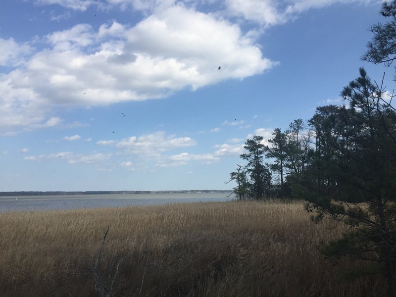 Enjoy pleasant views of the York River from the end of the Pamunkey Trail.