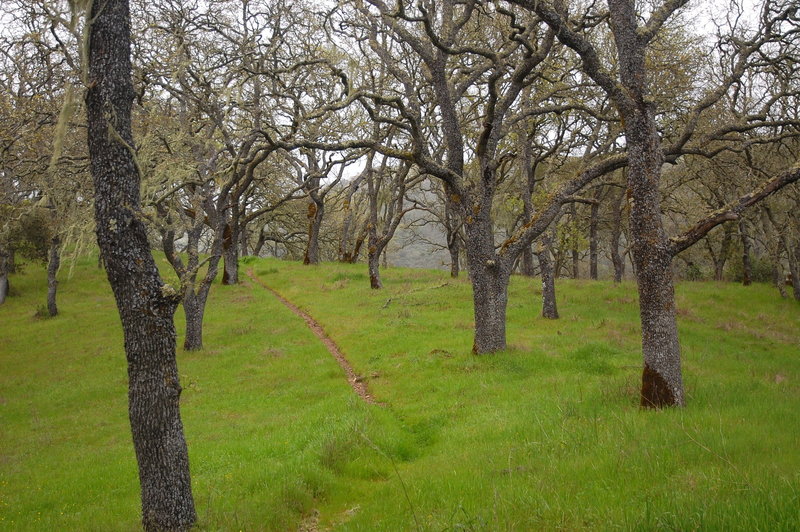 Vibrant green grass and moss-covered trees grow along the Middle Steer Ridge Trail.