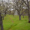 Vibrant green grass and moss-covered trees grow along the Middle Steer Ridge Trail.