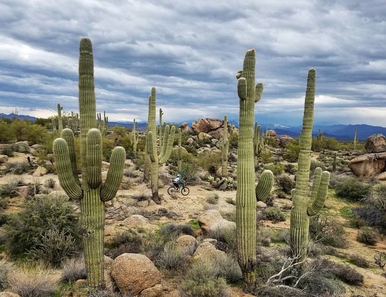 Awesome desert views abound throughout Brown's Ranch.