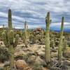 Awesome desert views abound throughout Brown's Ranch.