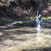 The Olmstead Trail tackles a fierce crossing of Knickerbocker Creek.