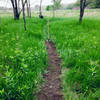 Builders lay down some black carpet in a sea of green. #sacfoxsingletrack