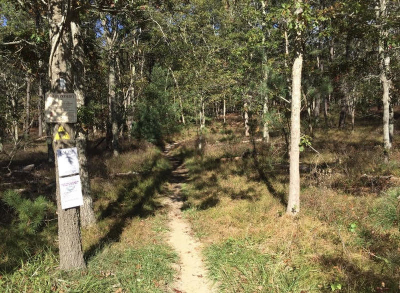 Look for this tree marking the start point of Full Pull.