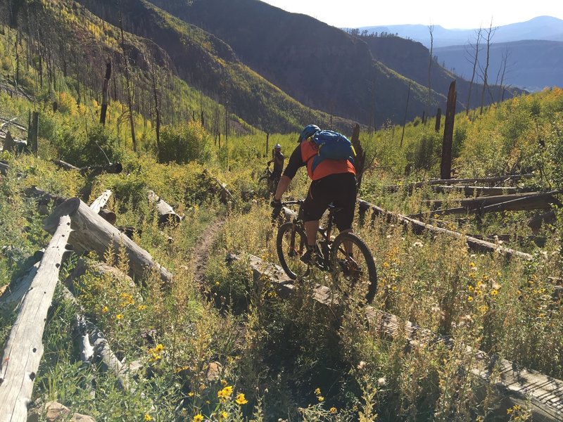 Enjoy a few well-placed log rides along the Haflin Creek Trail.