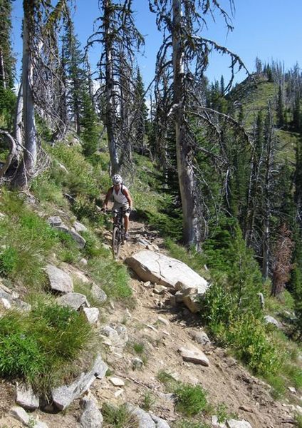 This is typical techy Bear Pete Ridge Trail singletrack.