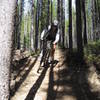 Enjoy tall trees and nice dirt on this downhill.