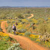 Ride through desert wildflowers along the Ocotillo Trail.