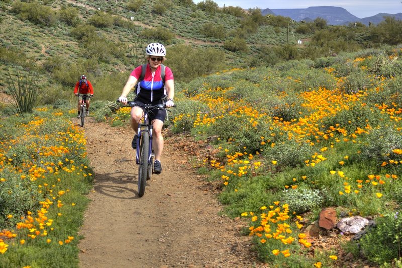 Poppies bloom all around you on a ride along the Sidewinder Trail.